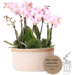 Kolibri Orchids | roze plantenset in Cotton Basket incl. waterreservoir | drie roze orchideeën Andorra 9cm en drie groene planten Rhipsalis | Jungle Bouquet roze met zelfvoorzienend waterreservoir