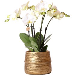 Kolibri Orchids | Witte phalaenopsis Jewel Ghent orchidee in goud kleurige Groove sierpot - potmaat Ø12cm