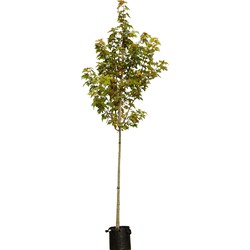 Freeman esdoorn Acer freemanii Autumn Blaze 350 cm