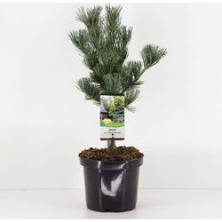 Pinus parviflora glauca