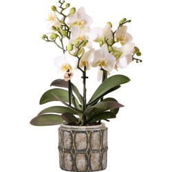 Kolibri Orchids | Phalaenopsis orchidee Blossom wit in cementen Industrial Chic sierpot - 40cm hoog - Ø9cm