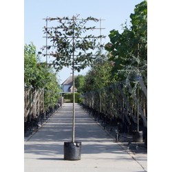 Roodbladige sierappel als leiboom Malus Mokum h 340 cm st. omtrek 16 cm st. h 220 cm