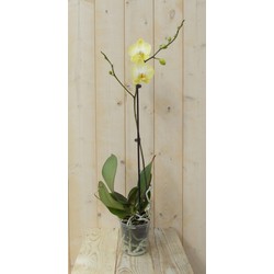 Vlinderorchidee Luxe Tak geel 80 cm