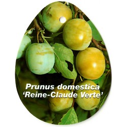 Prunus Domestica Reine Claude Verte - Oosterik Home