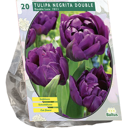 Tulipa Dubbel Laat Negrita Double per 20 bloembollen