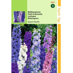 2 stuks - Delphinium Cultorum Giant Pacific