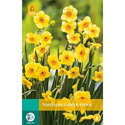 5 stuks - Narcissus Golden Dawn 4 bollen