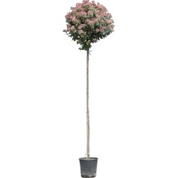 Sneeuwbal hoogstam Viburnum tinus 310 cm - Warentuin Natuurlijk