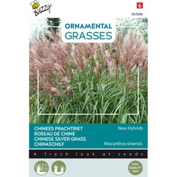 Ornamental Grasses, Miscanthus sinensis Neue Hybriden