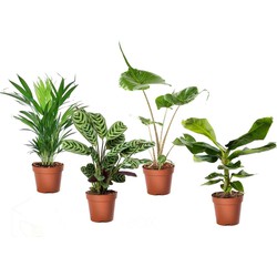 Tropische kamerplantenmix - Set van 4 stuks - Pot 12cm - Hoogte 25-40cm