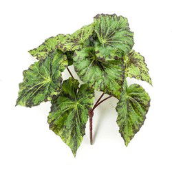 Begonia leaves bush green 25 cm