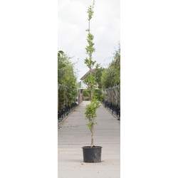 Zuil moeraseik Quercus palustris Green Pillar h 350 cm st. h 30 cm - Warentuin Natuurlijk