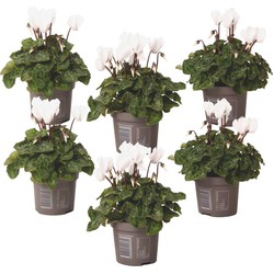 Cyclamen persicum 'Metis White' - Set van 6 - Pot 9cm - Hoogte 10-20cm