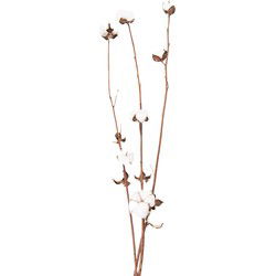 Clayre & Eef Droogbloemen Wit Bruin Droogbloemen