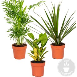 Floraya - 3x Kamerplanten mix | Dracaena - Croton - Chamaedorea | Kwekerspot D12 cm - H25-40 cm