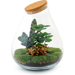URBANJNGL - Planten terrarium • Drop XXL Rood • Ecosysteem plant • ↑ 43 cm