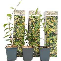 Toscaanse jasmijn - Set van 3 - Trachelospermum jasm. - Hoogte 25-40cm - ⌀9cm