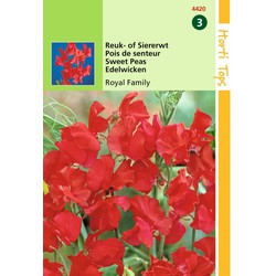 2 stuks - Lathyrus Odor. Royal Family Rood