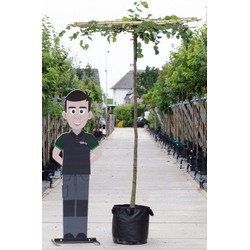 Linde vierkant dak Tilia europea h 230 cm st. omtrek 16 cm st. h 220 cm