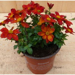 Bidens Tandzaad plant
