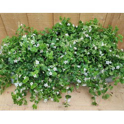 Bacopa 10 potjes per tray kleur wit
