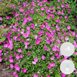 6x Geranium Sanguineum - Bloedooievaarsbek - Buitenplant - Onderhoudsvriendelijk - ⌀9 cm - ↕10-15 cm