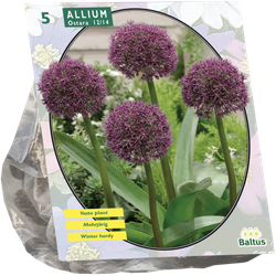 Allium Ostara per 5 bloembollen