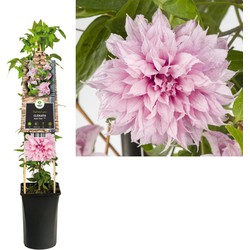 Klimplant Clematis Multi Pink PBR 75 cm