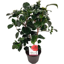 Camellia japonica 'Lady Campbell' - Roos - Pot 15cm - Hoogte 50-60cm