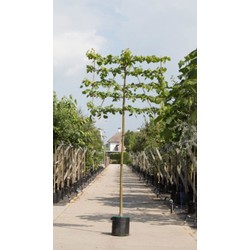 Linde als leiboom Tillia europaea Pallida h 320 cm st. omtrek 12 cm st. h 200 cm