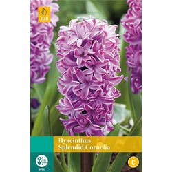 3 stuks - Hyacint Splendid Cornelia 4 bollen