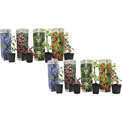 Smoothie Mix - Mix van 8 - Goji Cranberry bes Kiwi - Pot 9cm - Hoogte 25-40cm