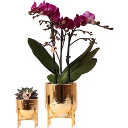 Kolibri Company - Planten set Nordic goud | Set met paarse Phalaenopsis orchidee Morelia Ø9cm en groene plant Succulent Echeveria Purpusorum Ø6cm  | incl. gouden sierpotten