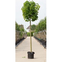 Groene bol esdoorn Acer pl. Globosum h 275 cm st. omtrek 12 cm st. h 220 cm