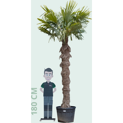 Chinese waaierpalm 240 cm stamhoogte Trachycarpus fortunei 340 cm - Warentuin Natuurlijk