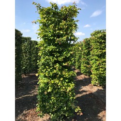 Parrotia persica vanessa 250 cm - Quickhedge