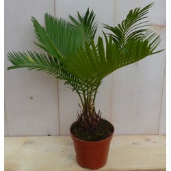 Kamerplant Palmvaren Cycas