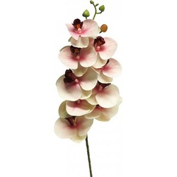 Phalaenopsis Orchidee Bora 77 cm roze kunstbloem - Nova Nature