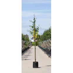 Gouden regen Laburnum watereri Vossi h 250 cm st. omtrek 6 cm