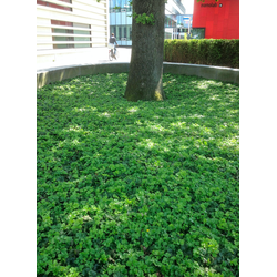 Plantenmat vasteplanten Waldsteinia Goudaardbei prijs per 1m2 cm Covergreen - Covergreen