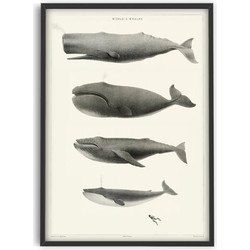 World's Whales - Poster - PSTR studio