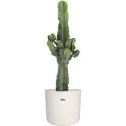 Woestijn Cactus - 70cm