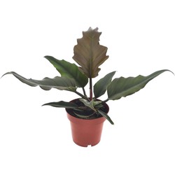 Philodendron 'Karamel' - Pot 12cm - Hoogte 25-35cm