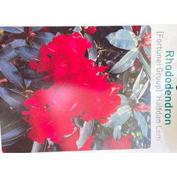 Rhododendron Halfdan Lem