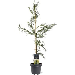 Cryptomeria jap. Rasen 80-100 cm Conifeer