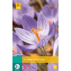 5 stuks - Crocus speciosus 8 bollen