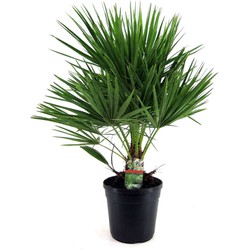 Chamaerops Humilis - Europese Dwergpalm - Pot 21cm - Hoogte 70-80cm