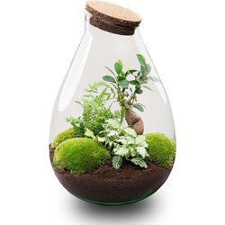 URBANJNGL - Planten terrarium - Drop XL bonsai 'Groen' - Ecosysteem plant ↑ 37 cm