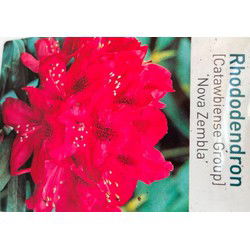 Rhododendron Nove Zembla