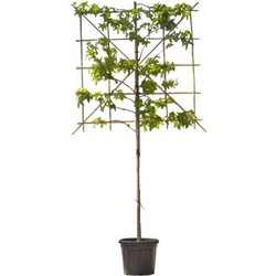 2 stuks! Lei amberboom 120 cm (120x120) Liquidambar styraciflua Worplesdon 240 cm